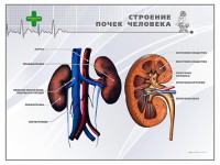 Стенд "Строение почки человека" - fgospostavki.ru - Апатиты