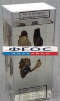 Влажный препарат "Внутреннее строение брюхоногого моллюска" - fgospostavki.ru - Апатиты