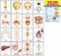 Раздаточные карточки "Тело человека" - fgospostavki.ru - Апатиты