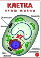DVD "Клетка - "атом жизни" - fgospostavki.ru - Апатиты