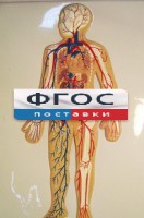 Модель барельефная "Кровеносная система человека" - fgospostavki.ru - Апатиты
