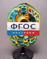 Модель "Клетка растения" - fgospostavki.ru - Апатиты