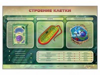 Электрифицированный стенд "Строение клетки" с маркерными полями - fgospostavki.ru - Апатиты