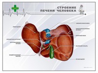 Стенд "Строение печени человека" - fgospostavki.ru - Апатиты