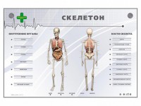 Электрифицированный стенд-тренажер "Скелетон" - fgospostavki.ru - Апатиты