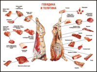 Таблица "Правила разделки мясных туш. Говядина и телятина" (100х140 сантиметров, винил) - fgospostavki.ru - Апатиты