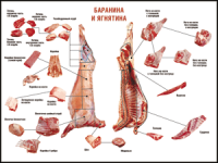 Таблица "Правила разделки мясных туш. Баранина и ягнятина" (100х140 сантиметров, винил) - fgospostavki.ru - Апатиты