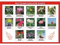 Таблица демонстрационная "Растения Красной книги" (винил 100*140) - fgospostavki.ru - Апатиты