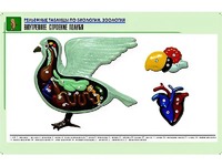 Рельефная таблица "Внутреннее строение голубя" (формат А1, матовое ламинирование) - fgospostavki.ru - Апатиты