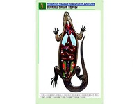 Рельефная таблица "Внутреннее строение ящерицы" (формат А1, матовое ламинирование) - fgospostavki.ru - Апатиты