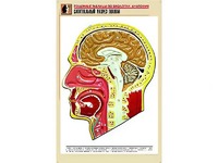 Рельефная таблица "Сагиттальный разрез головы" (формат А1, матовое ламинирование) - fgospostavki.ru - Апатиты