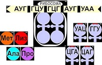 Модель-аппликация "Биосинтез белка" (ламинированная) - fgospostavki.ru - Апатиты