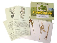 Гербарий "Систематика растений. Семейство Бобовые. Злаки" (раздаточный) - fgospostavki.ru - Апатиты