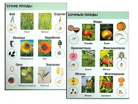 Коллекция "Семена и плоды" - fgospostavki.ru - Апатиты