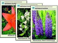 Гербарий фотографический "Основные группы растений" - fgospostavki.ru - Апатиты