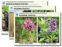 Гербарий фотографический "Сельскохозяйственные растения России" - fgospostavki.ru - Апатиты