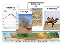 Модель-аппликация "Природные зоны" - fgospostavki.ru - Апатиты