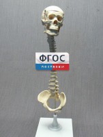 Модель "Позвоночник с черепом и тазом" - fgospostavki.ru - Апатиты