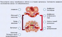 Интерактивные курсы. Биология 9 класс. Расширенный. - fgospostavki.ru - Апатиты