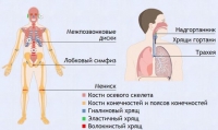Интерактивные курсы. Биология 9 класс. Базовый. - fgospostavki.ru - Апатиты