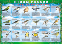 Комплект таблиц "Птицы России (4 листа)" (100х140 сантиметров, винил) - fgospostavki.ru - Апатиты