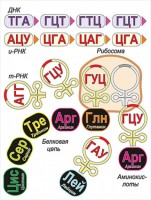 Модель-аппликация Биосинтез белка - fgospostavki.ru - Апатиты