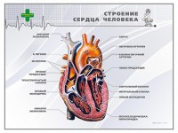 Стенд "Строение сердца человека" - fgospostavki.ru - Апатиты