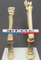 Скелет конечности лошади (передняя и задняя) на подставке - fgospostavki.ru - Апатиты