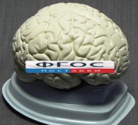 Модель "Мозг в разрезе" (белый) - fgospostavki.ru - Апатиты