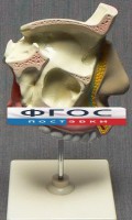 Модель "Разрез носоглотки" - fgospostavki.ru - Апатиты