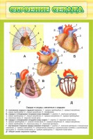 Стенд "Строение сердца" - fgospostavki.ru - Апатиты