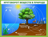 Стенд "Круговорот веществ" - fgospostavki.ru - Апатиты