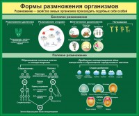 Стенд "Формы размножения организмов" - fgospostavki.ru - Апатиты