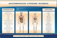 Электрифицированный стенд-тренажер c макетом скелета "Анатомическое строение человека" - fgospostavki.ru - Апатиты