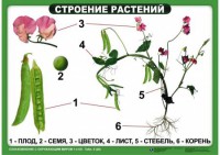 Комплект таблиц "Ознакомление с окружающим миром 1-4 класс" - fgospostavki.ru - Апатиты