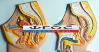 Модель барельефная "Таз мужской и таз женский" - fgospostavki.ru - Апатиты