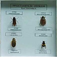 Коллекция энтомологическая "Представители отряда насекомых" - fgospostavki.ru - Апатиты