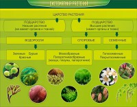 Стенд "Систематика растений" - fgospostavki.ru - Апатиты
