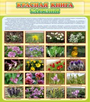 Стенд "Красная книга - растения" - fgospostavki.ru - Апатиты