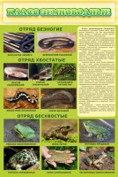 Стенд "Класс земноводные" - fgospostavki.ru - Апатиты