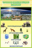 Стенд "Уровни организации живого" - fgospostavki.ru - Апатиты