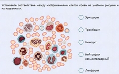 Интерактивные курсы. Биология 11 класс. Расширенный. - fgospostavki.ru - Апатиты