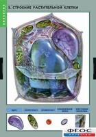Комплект таблиц. Биология. Вещества растений. Клеточное строение. - fgospostavki.ru - Апатиты