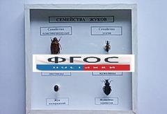 Коллекция "Семейство жуков" - fgospostavki.ru - Апатиты