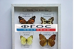Коллекция "Семейство бабочек" - fgospostavki.ru - Апатиты