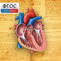 Анатомия (Цифровой атлас школьника) - fgospostavki.ru - Апатиты