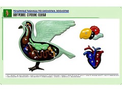 Рельефная таблица "Внутреннее строение голубя" (формат А1, матовое ламинирование) - fgospostavki.ru - Апатиты