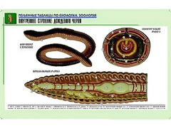 Рельефная таблица "Внутреннее строение дождевого червя" (формат А1, матовое ламинирование) - fgospostavki.ru - Апатиты