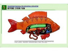 Рельефная таблица "Внутреннее строение рыбы" (формат А1, матовое ламинирование) - fgospostavki.ru - Апатиты