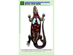 Рельефная таблица "Внутреннее строение ящерицы" (формат А1, матовое ламинирование) - fgospostavki.ru - Апатиты
